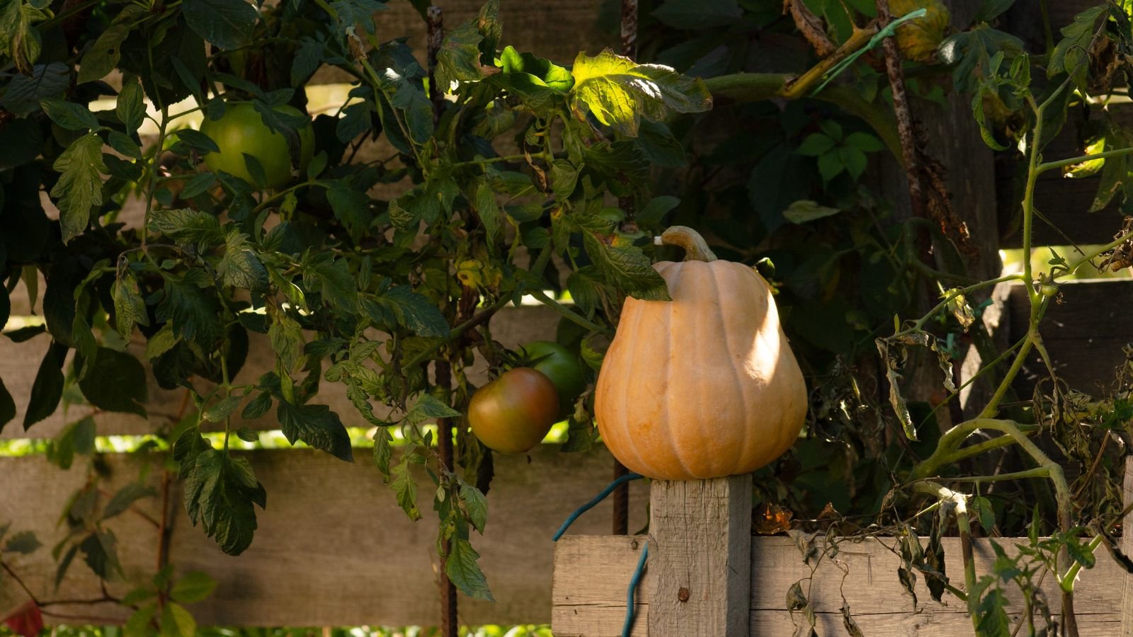 Potager de citrouilles et tomates cultivé sur une parcelle non constructible