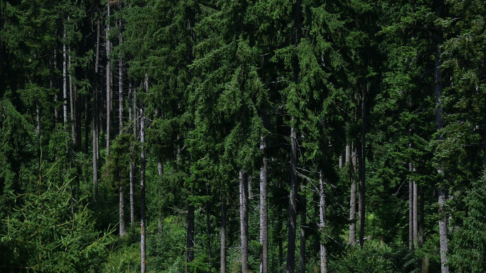 Forêt dense classée en zone naturelle protégée du PLU