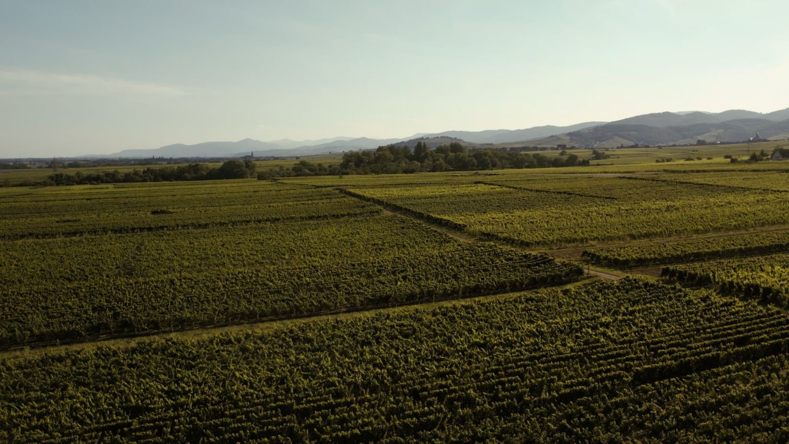 Vue aérienne de vignobles en Grand Est France